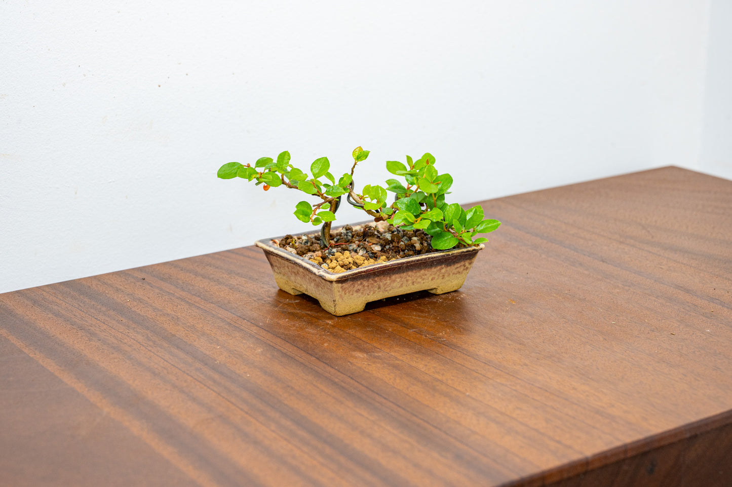 Cotoneaster Bonsai Tree