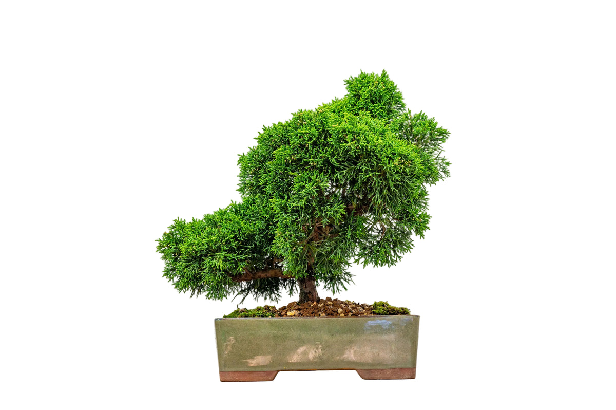 Juniper - Japanese Imported Bonsai