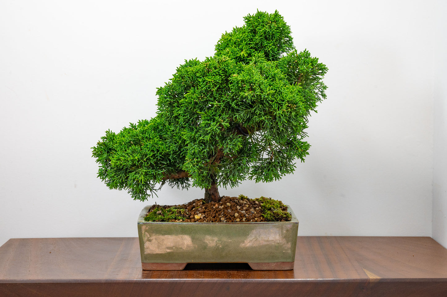 Juniper - Japanese Imported Bonsai