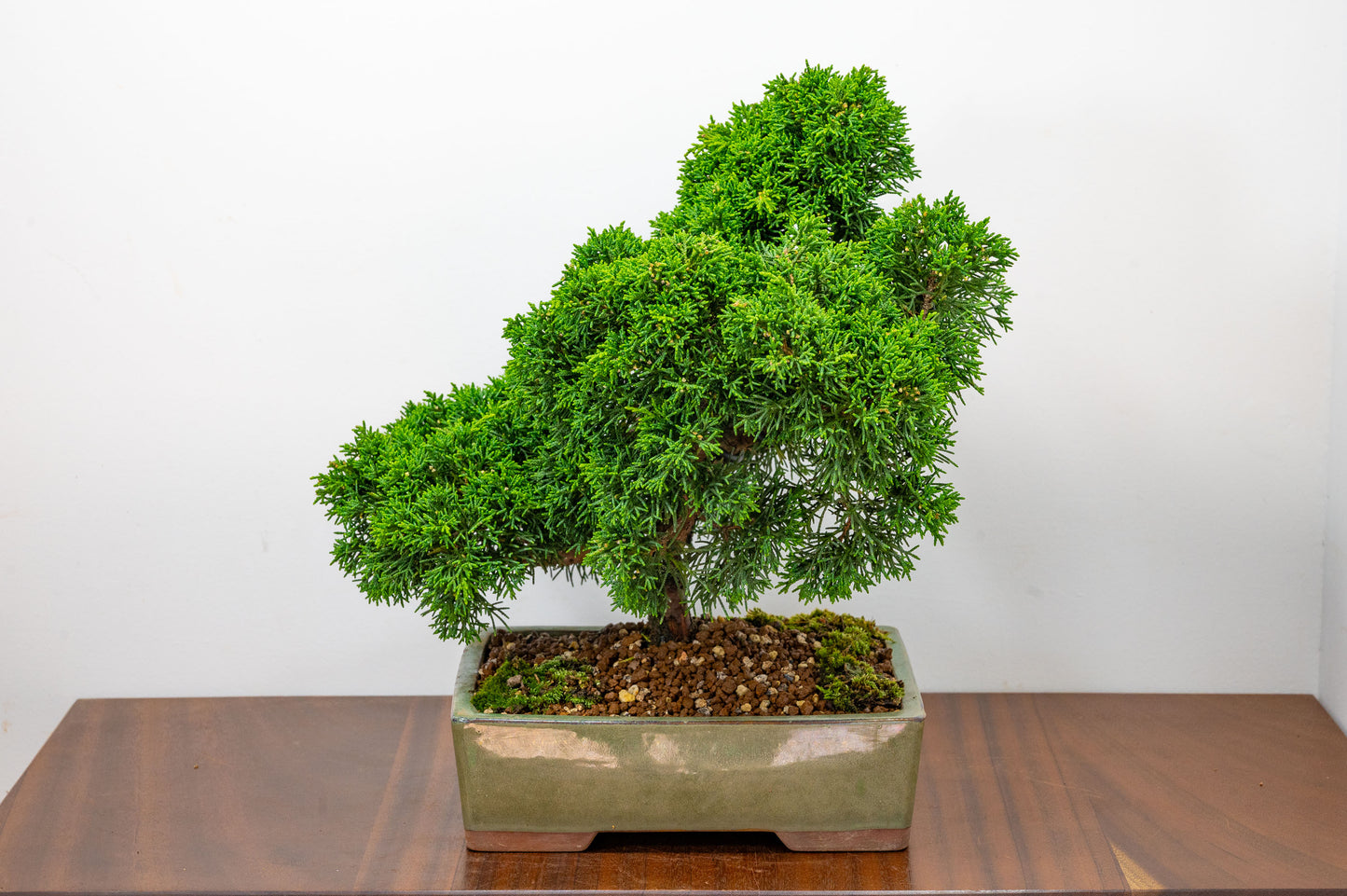 Juniper - Japanese Imported Bonsai