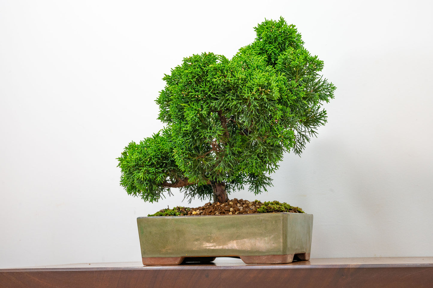Juniper - Japanese Imported Bonsai