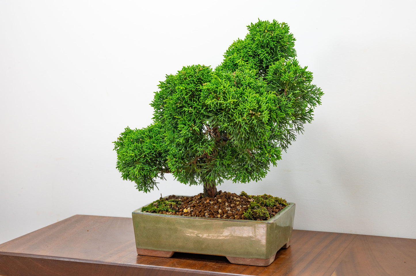 Juniper - Japanese Imported Bonsai