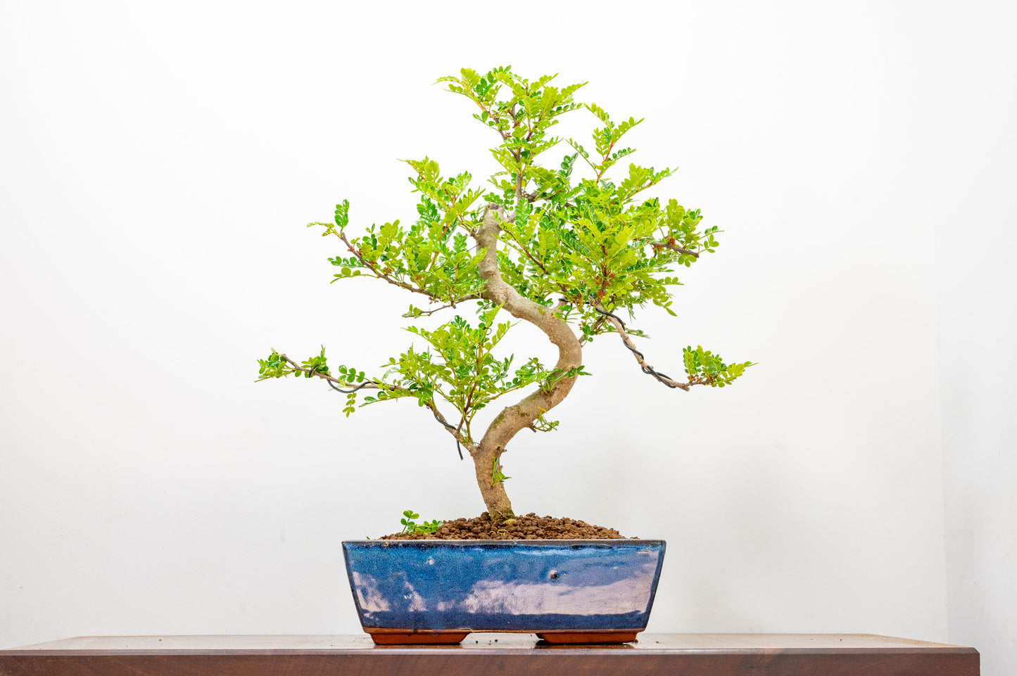 Japanese Pepper Bonsai S Trunk - 25cm Blue Ceramic Pot