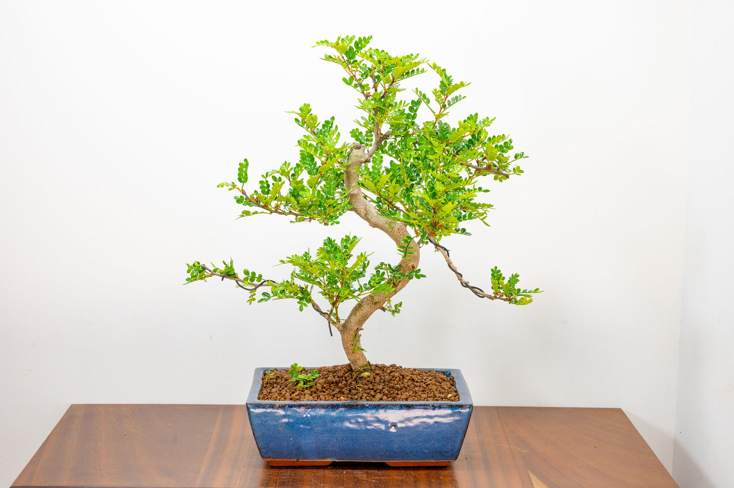 Japanese Pepper Bonsai S Trunk - 25cm Blue Ceramic Pot