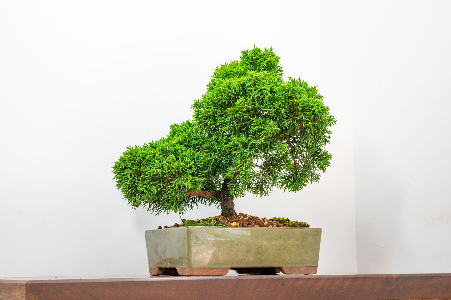 Juniper - Japanese Imported Bonsai
