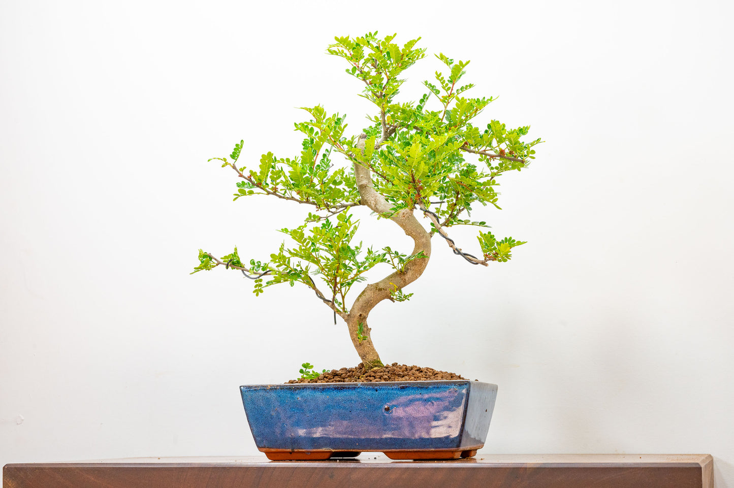 Japanese Pepper Bonsai S Trunk - 25cm Blue Ceramic Pot