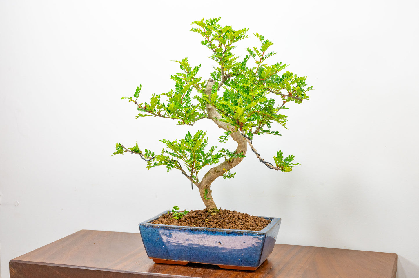 Japanese Pepper Bonsai S Trunk - 25cm Blue Ceramic Pot