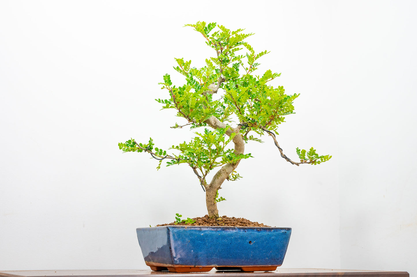 Japanese Pepper Bonsai S Trunk - 25cm Blue Ceramic Pot