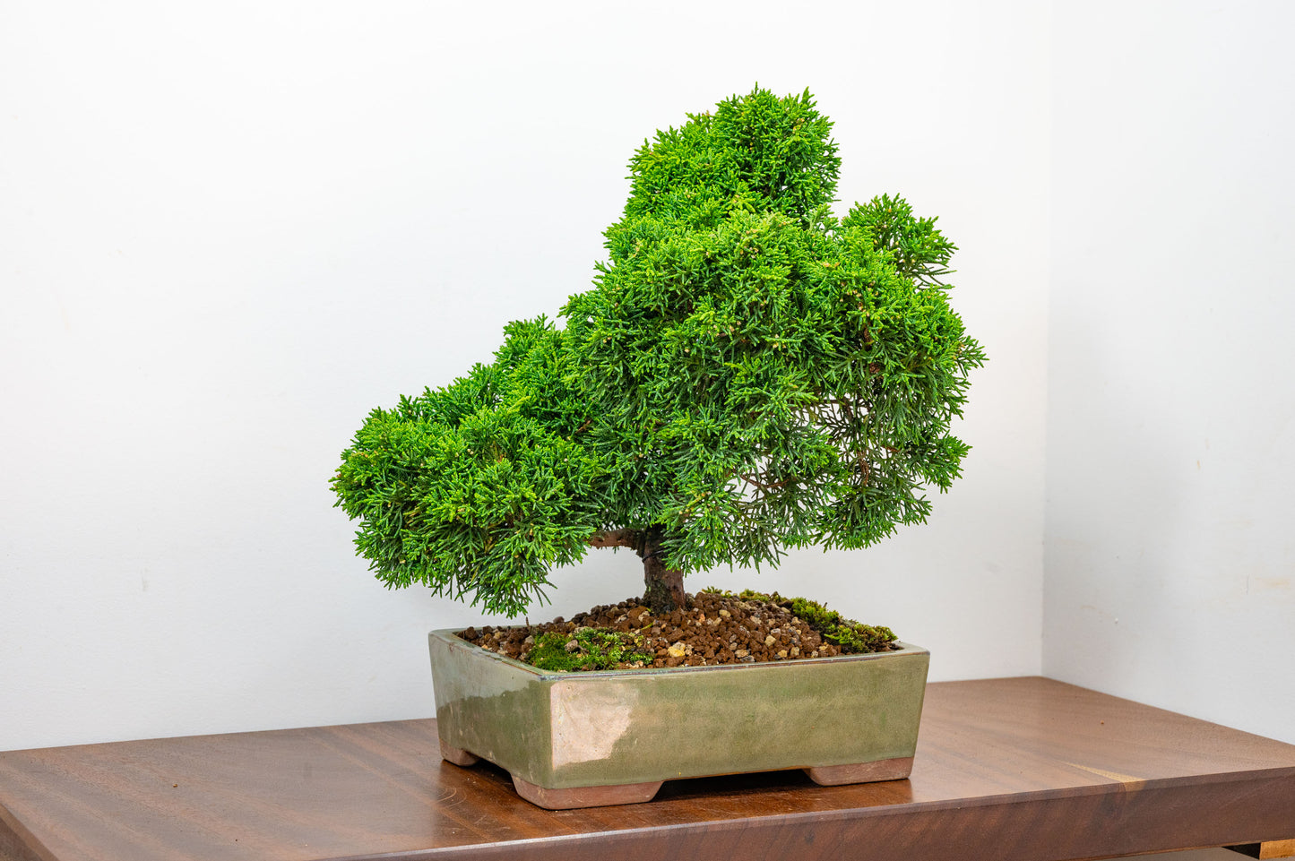 Juniper - Japanese Imported Bonsai