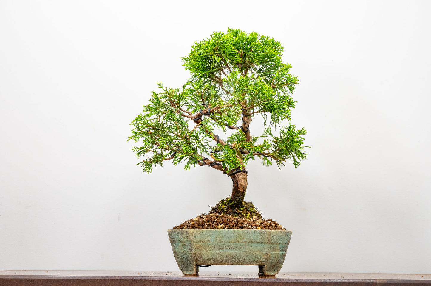 Juniper - Japanese Imported Bonsai