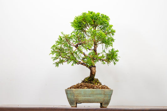 Juniper - Japanese Imported Bonsai