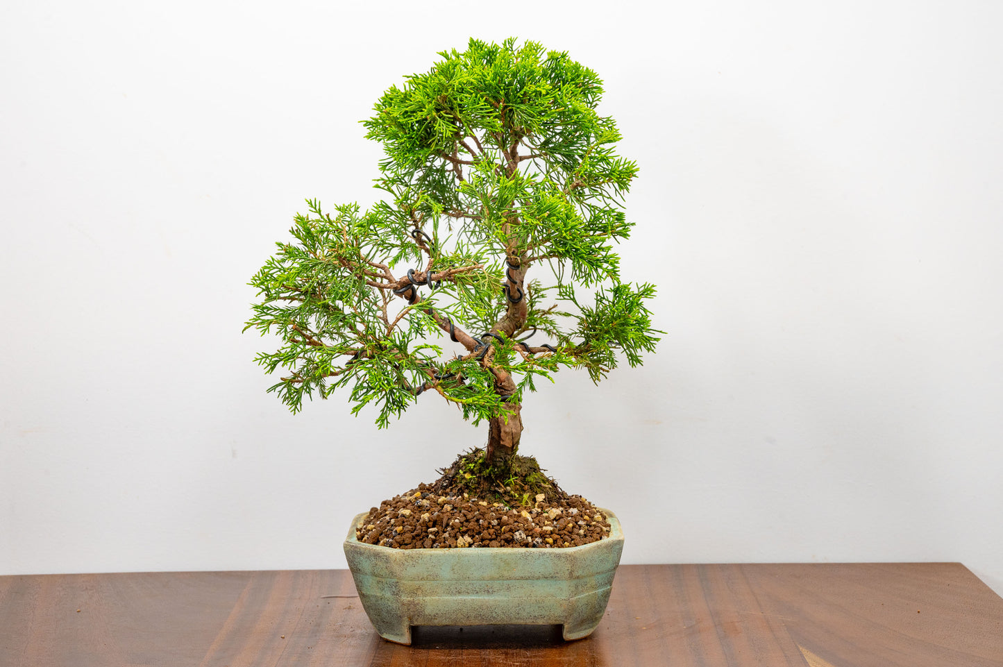 Juniper - Japanese Imported Bonsai