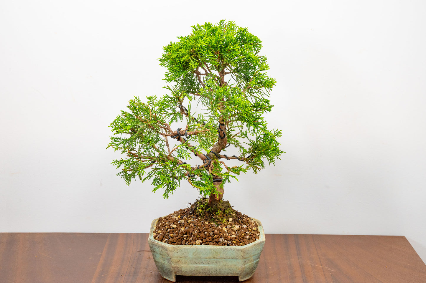 Juniper - Japanese Imported Bonsai