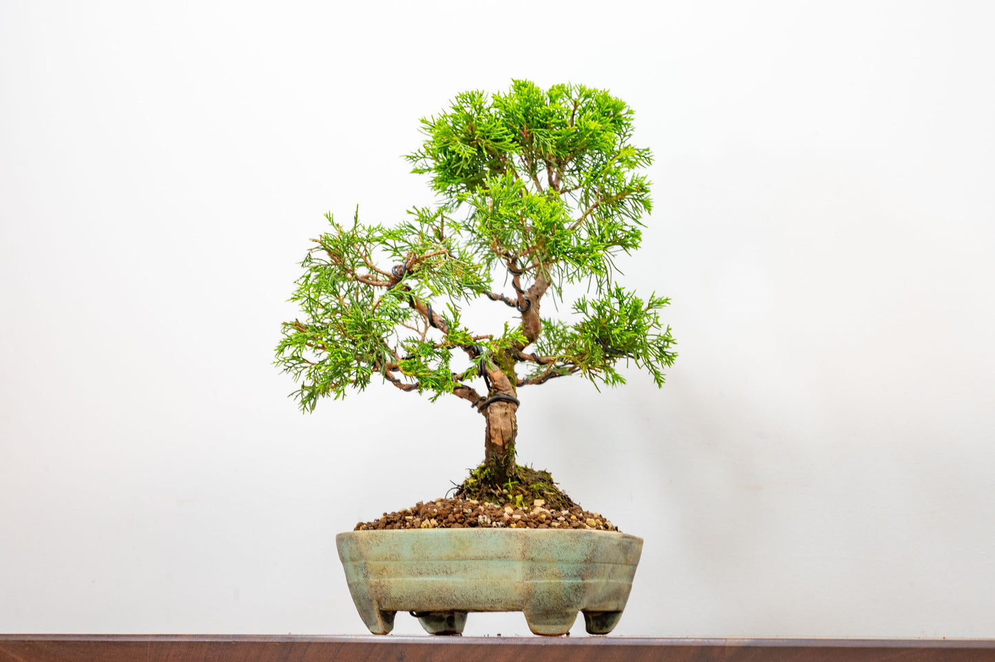Juniper - Japanese Imported Bonsai