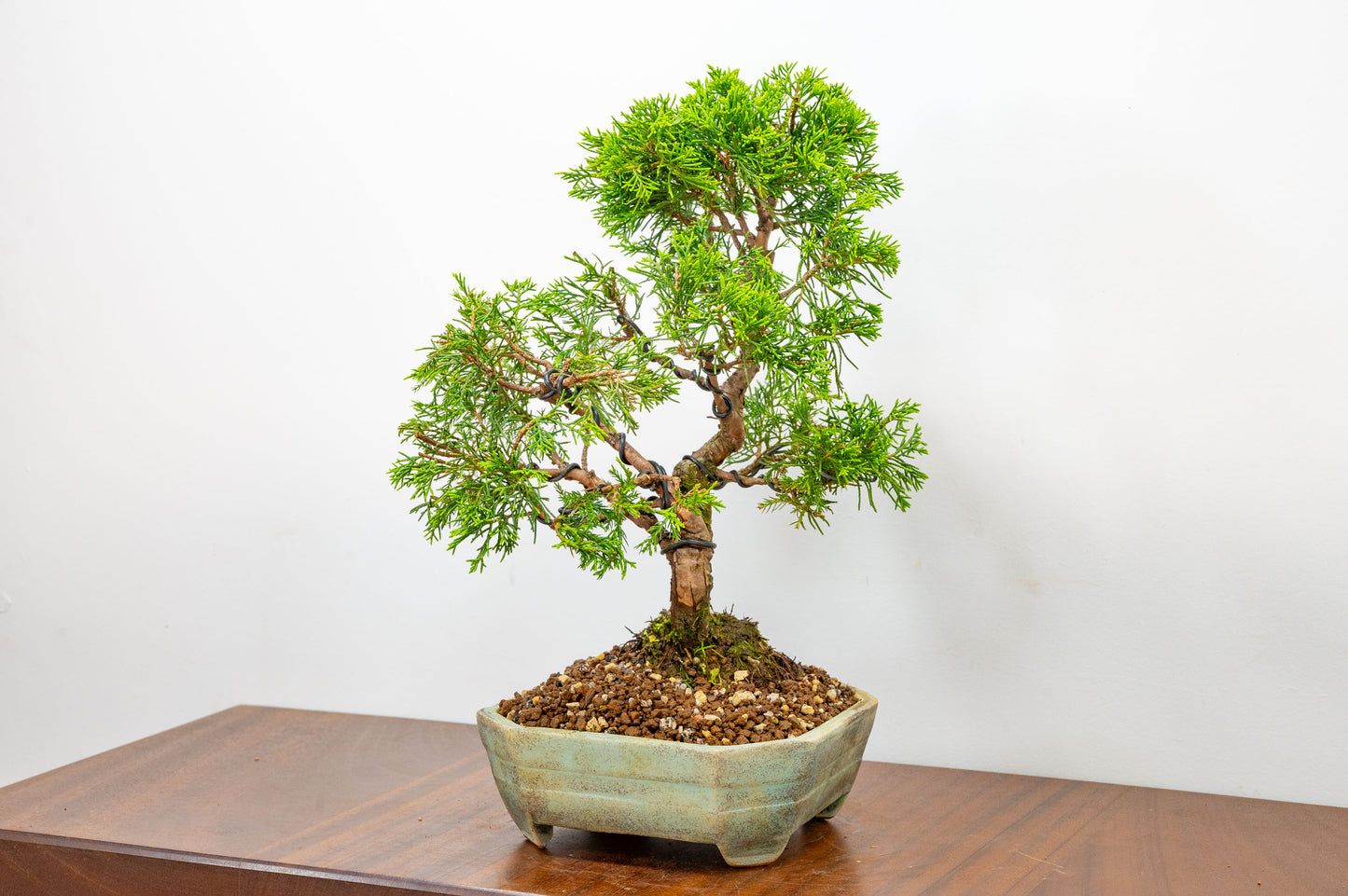 Juniper - Japanese Imported Bonsai