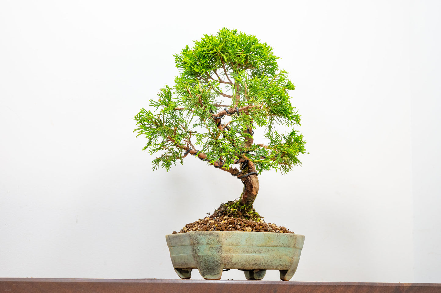 Juniper - Japanese Imported Bonsai