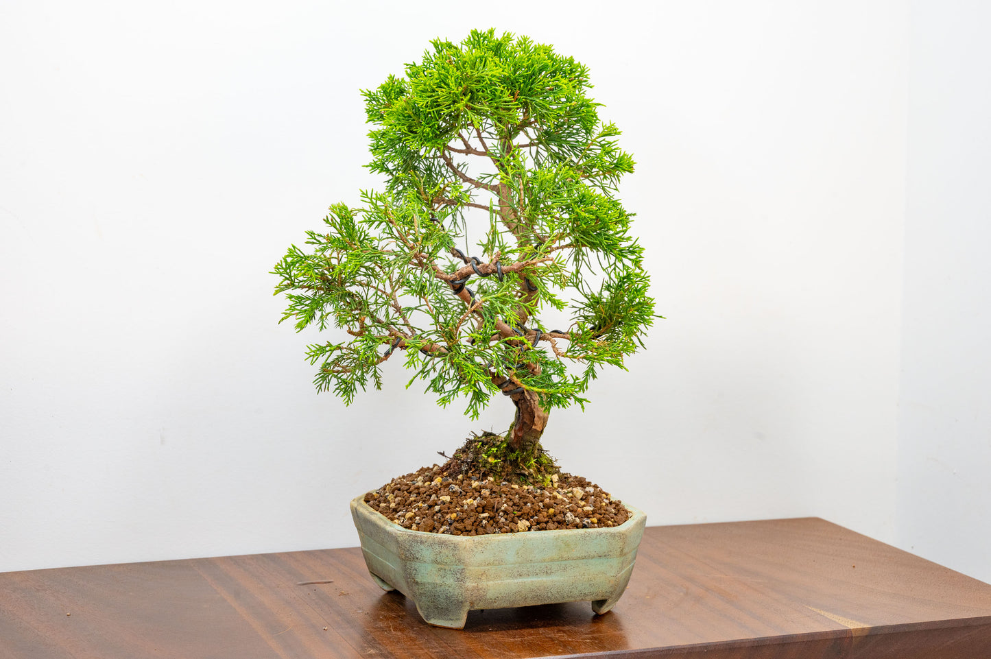 Juniper - Japanese Imported Bonsai