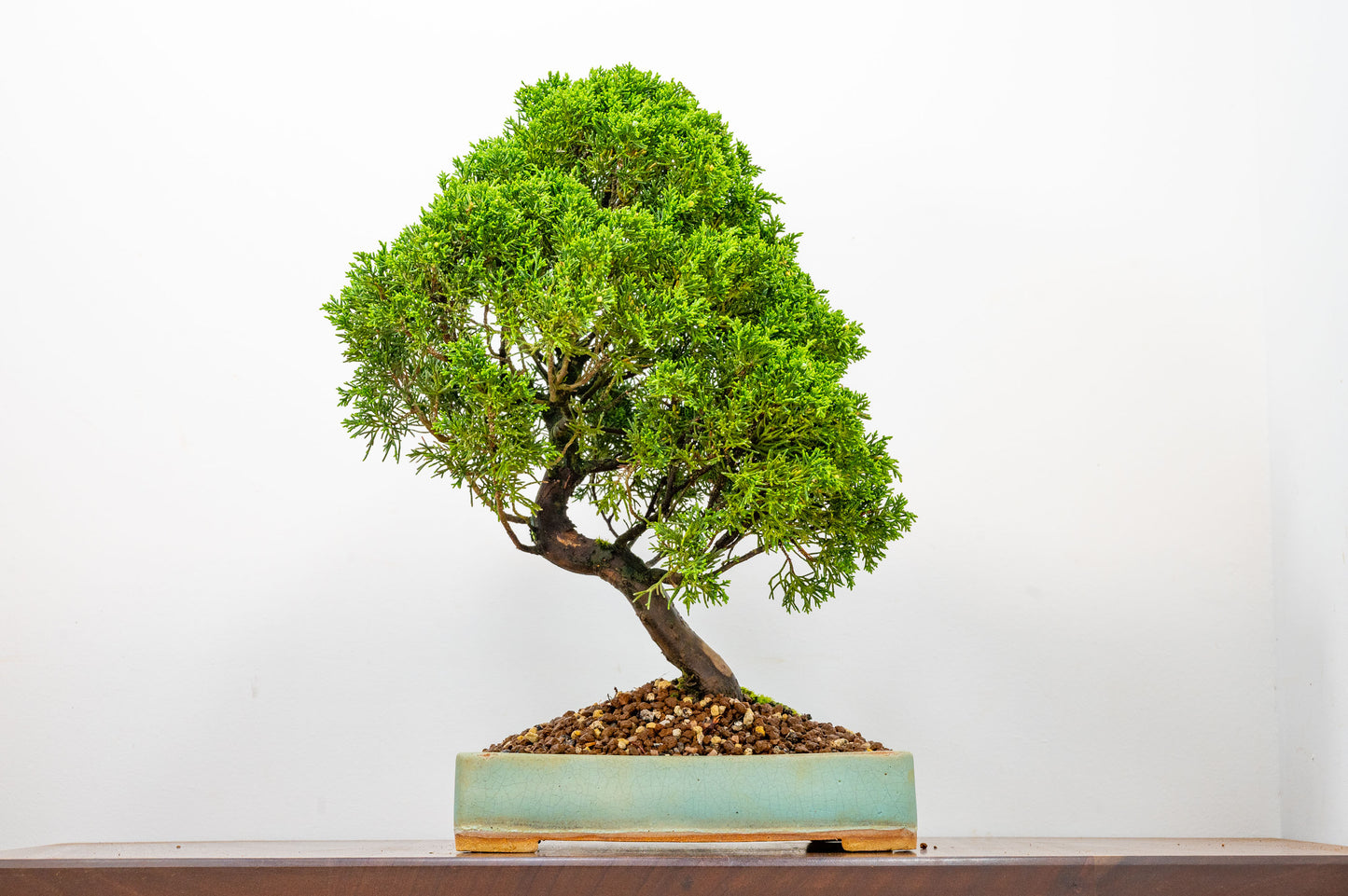 Juniper - Japanese Imported Bonsai