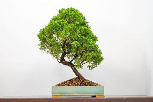 Juniper - Japanese Imported Bonsai