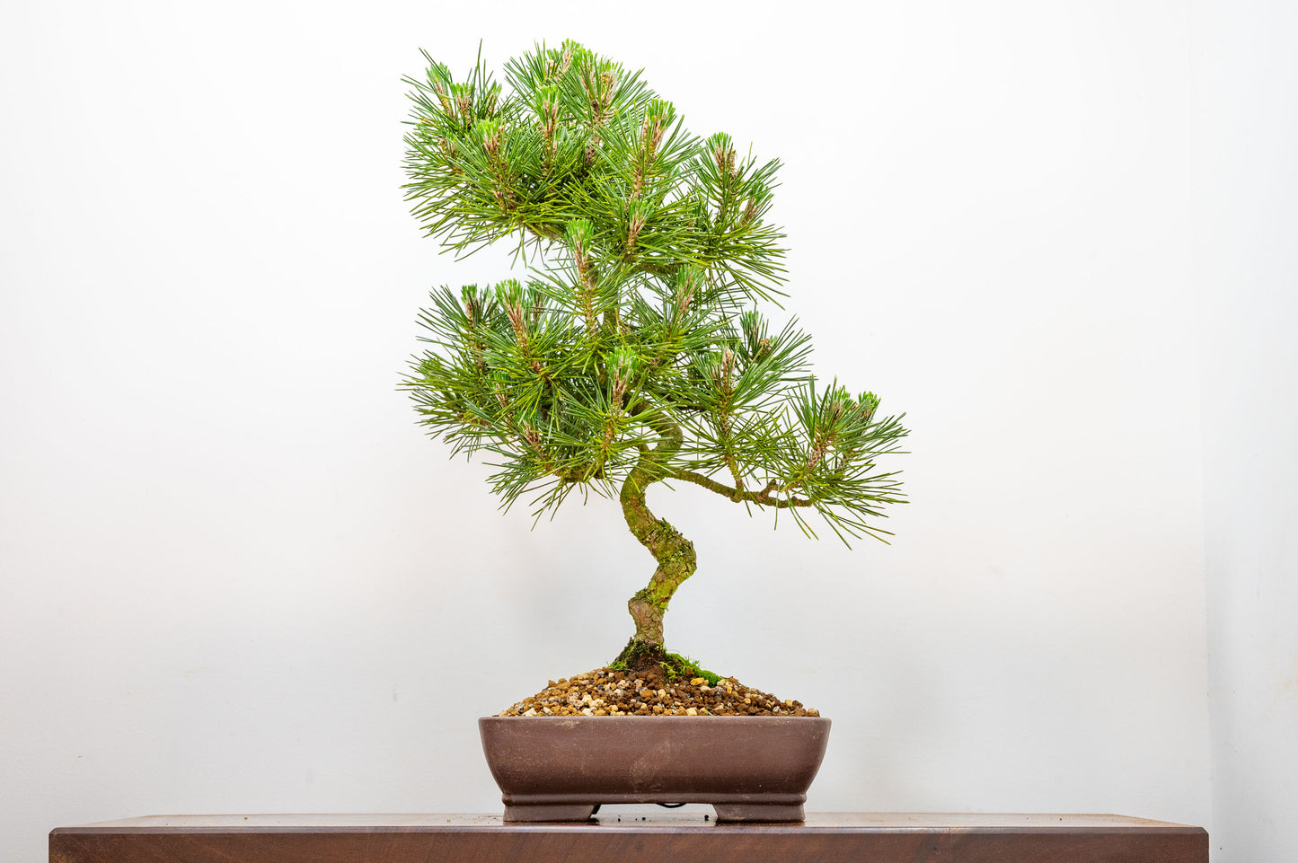Japanese Black Pine Bonsai