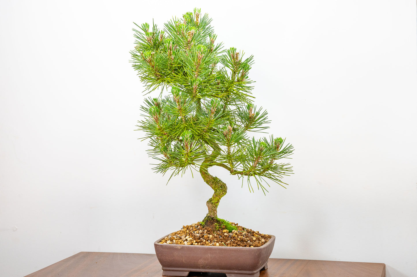 Japanese Black Pine Bonsai