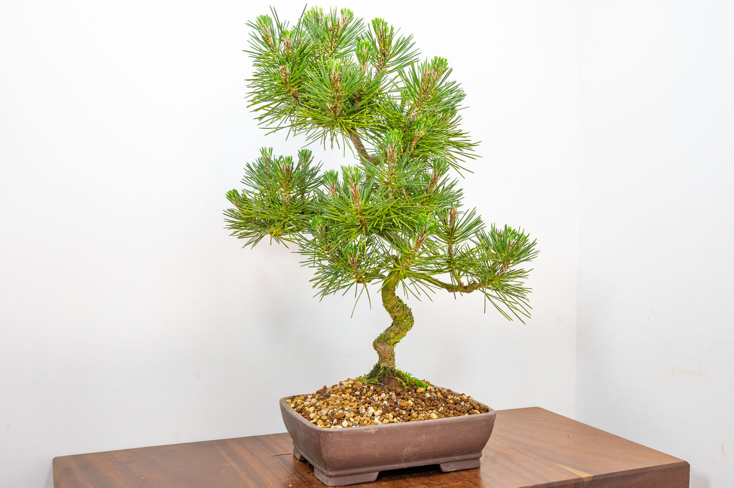 Japanese Black Pine Bonsai