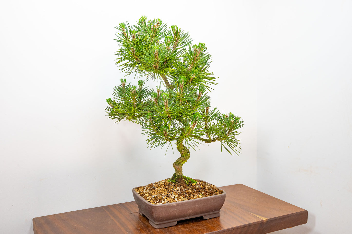 Japanese Black Pine Bonsai