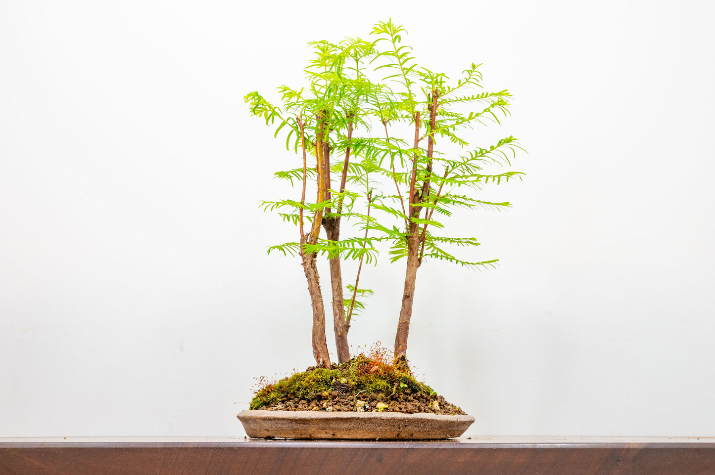 Dawn Redwood Bonsai 3 Tree Group