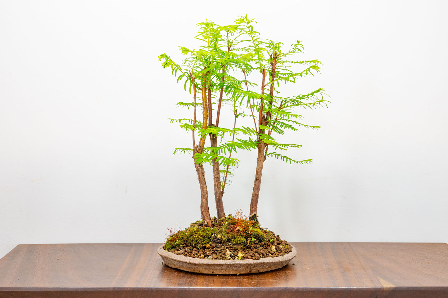 Dawn Redwood Bonsai 3 Tree Group