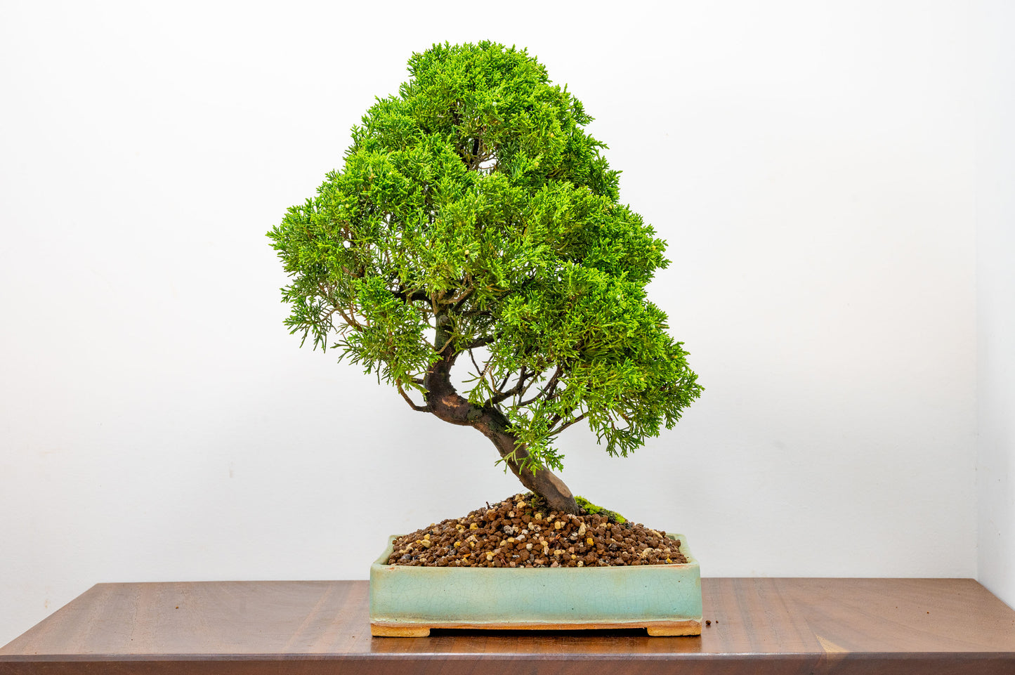 Juniper - Japanese Imported Bonsai
