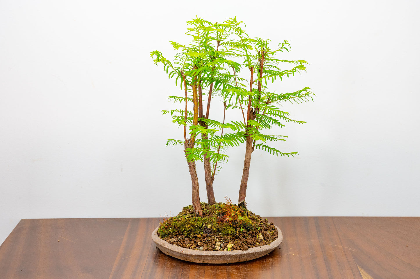 Dawn Redwood Bonsai 3 Tree Group