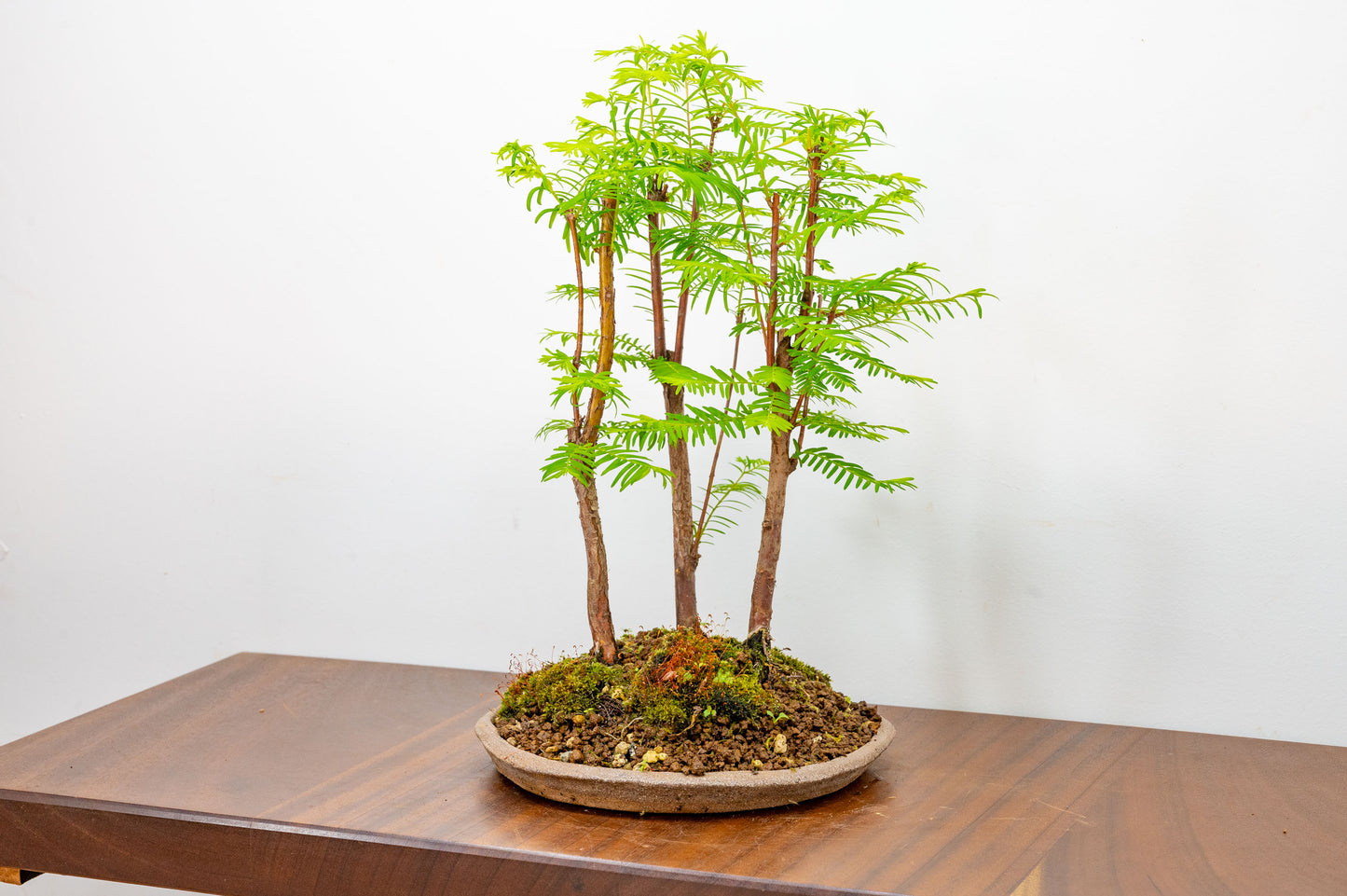 Dawn Redwood Bonsai 3 Tree Group