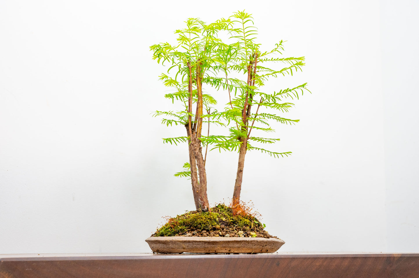 Dawn Redwood Bonsai 3 Tree Group