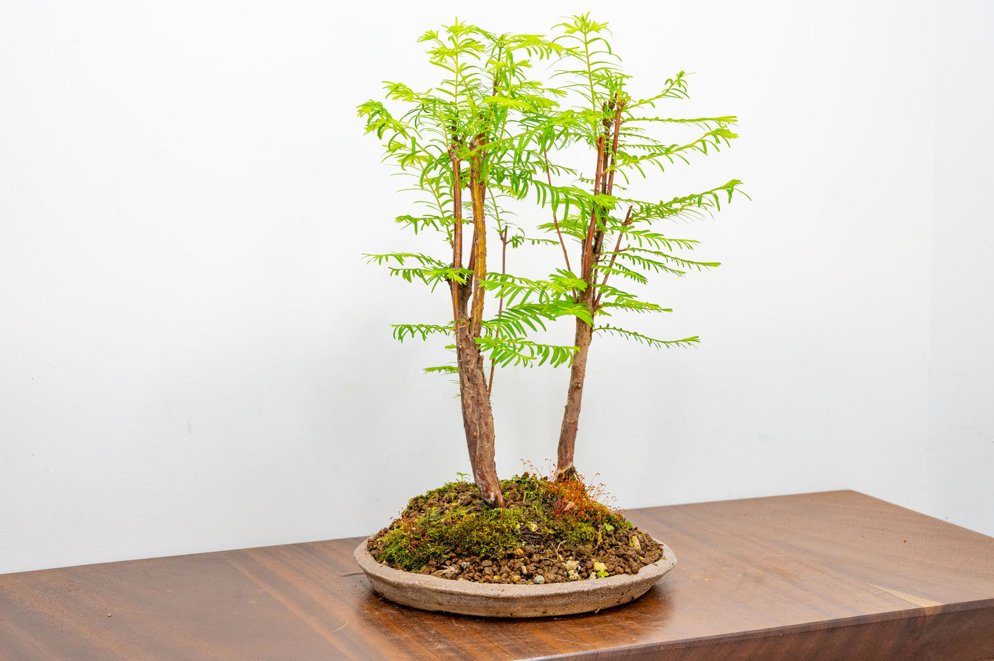 Dawn Redwood Bonsai 3 Tree Group