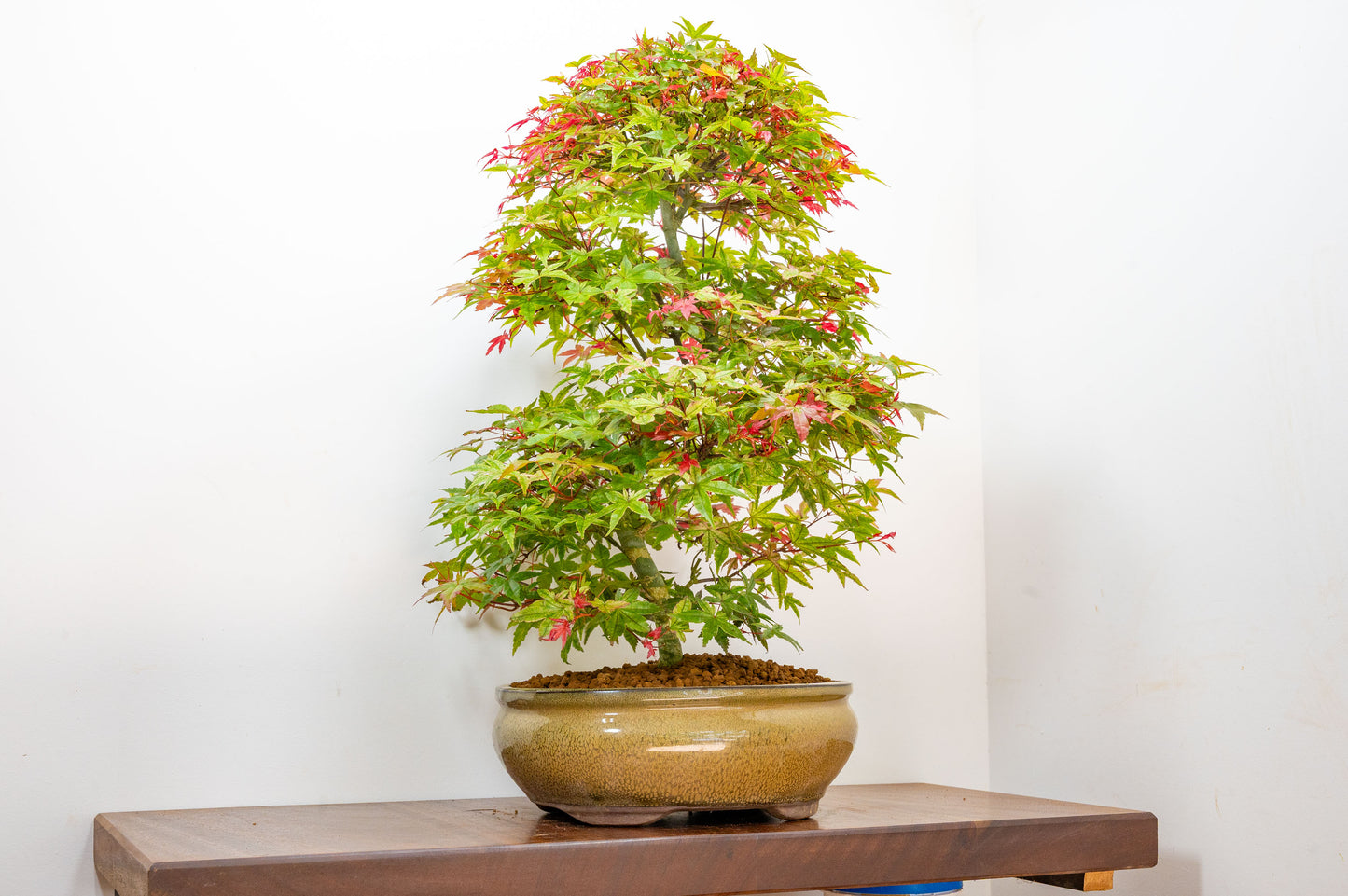 'Deshojo' Japanese Maple Bonsai
