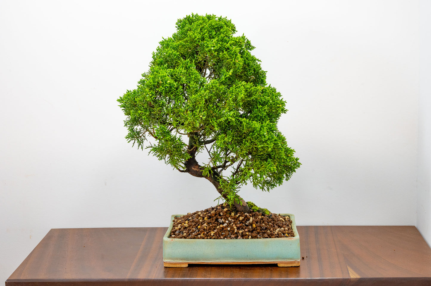 Juniper - Japanese Imported Bonsai