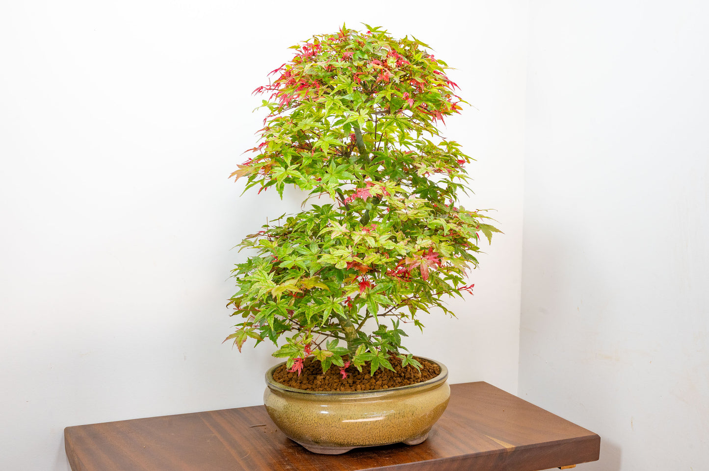 'Deshojo' Japanese Maple Bonsai