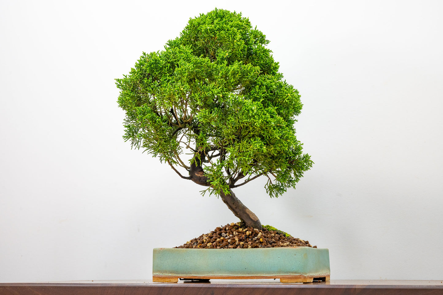Juniper - Japanese Imported Bonsai