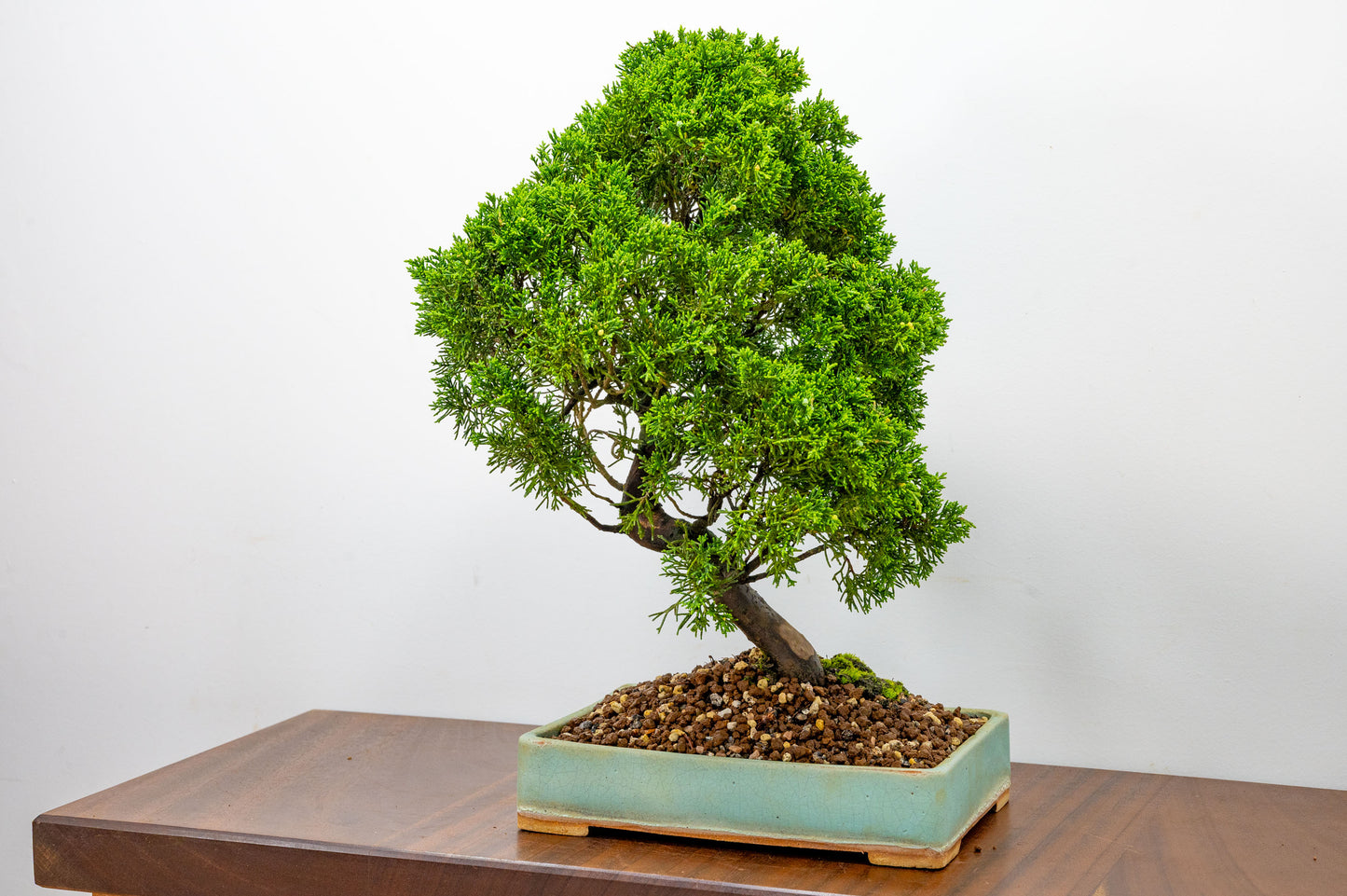 Juniper - Japanese Imported Bonsai