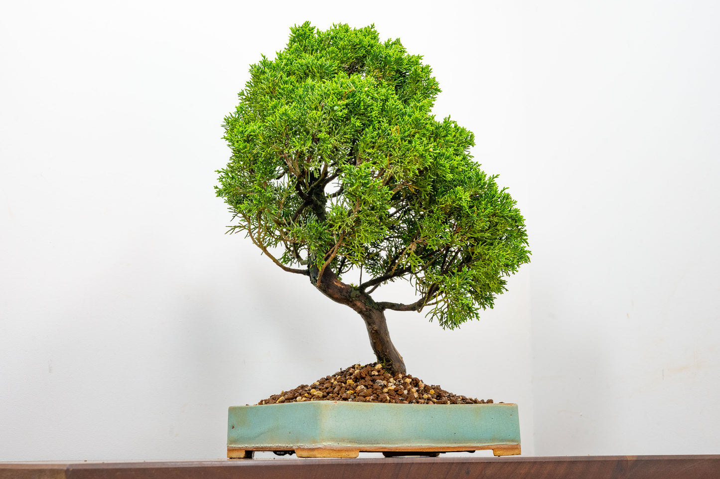 Juniper - Japanese Imported Bonsai