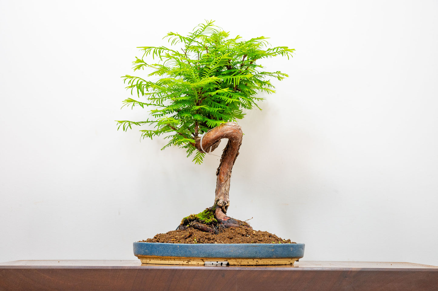 Large Dawn Redwood  Bonsai