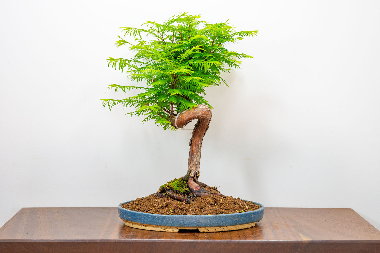 Large Dawn Redwood  Bonsai