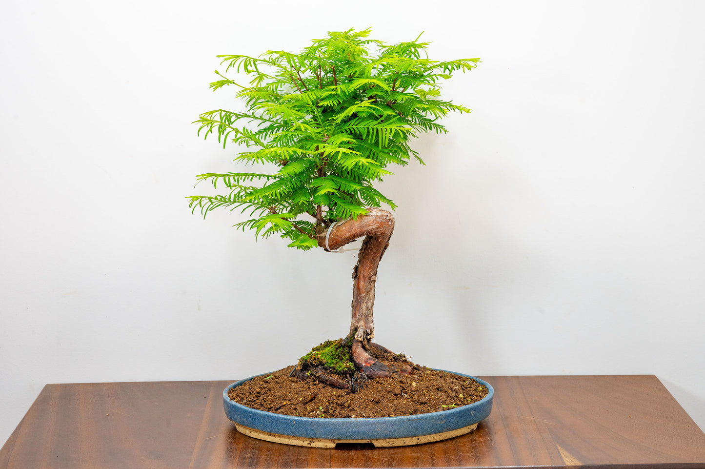 Large Dawn Redwood  Bonsai