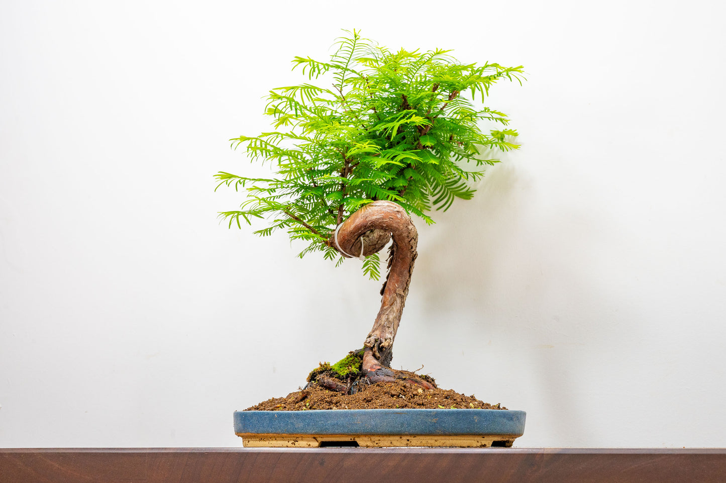 Large Dawn Redwood  Bonsai