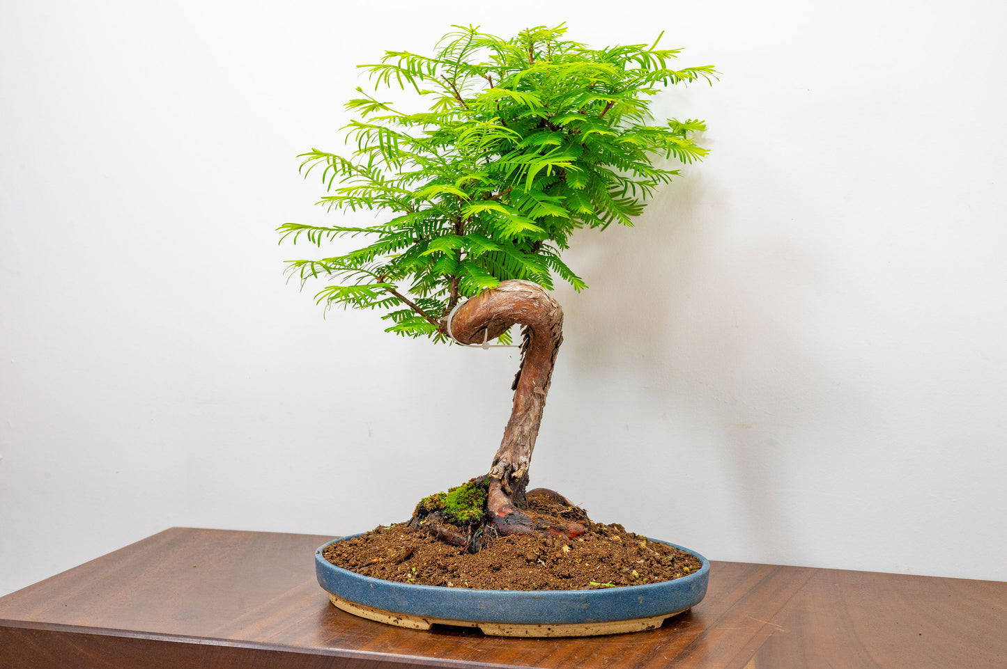 Large Dawn Redwood  Bonsai