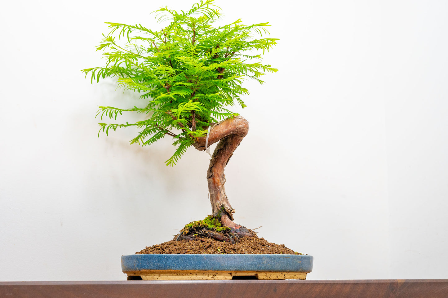 Large Dawn Redwood  Bonsai