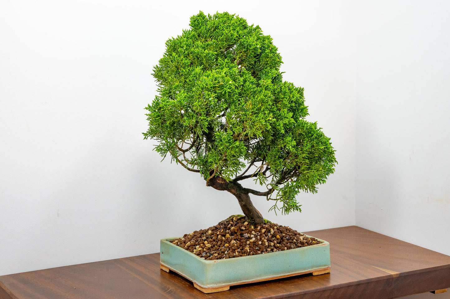 Juniper - Japanese Imported Bonsai