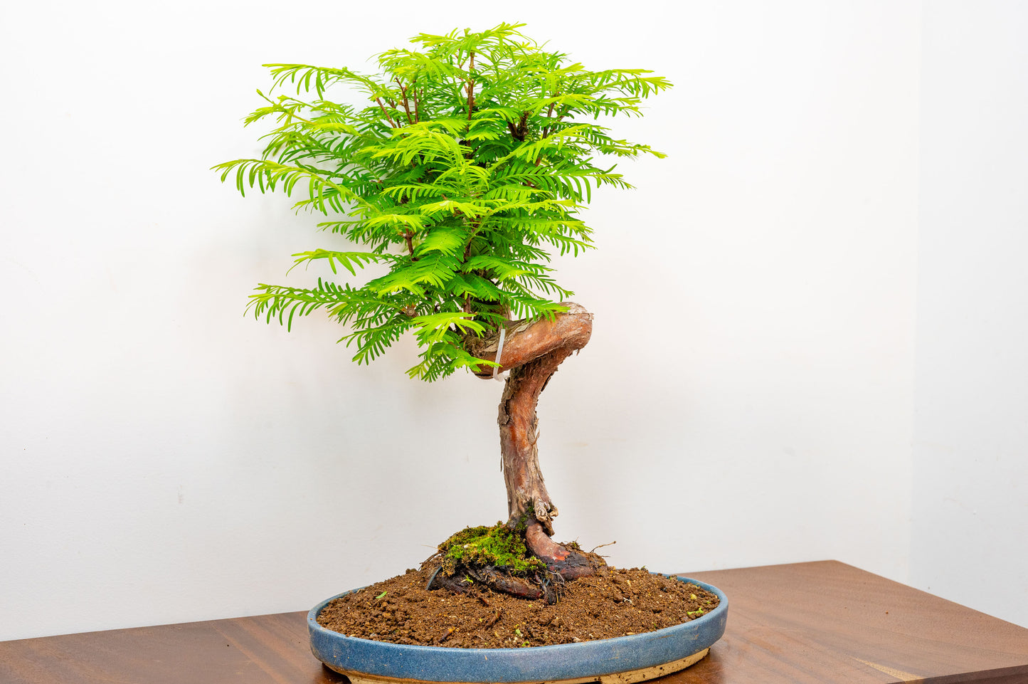 Large Dawn Redwood  Bonsai