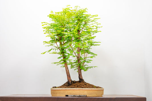 Dawn Redwood 2 Tree Bonsai