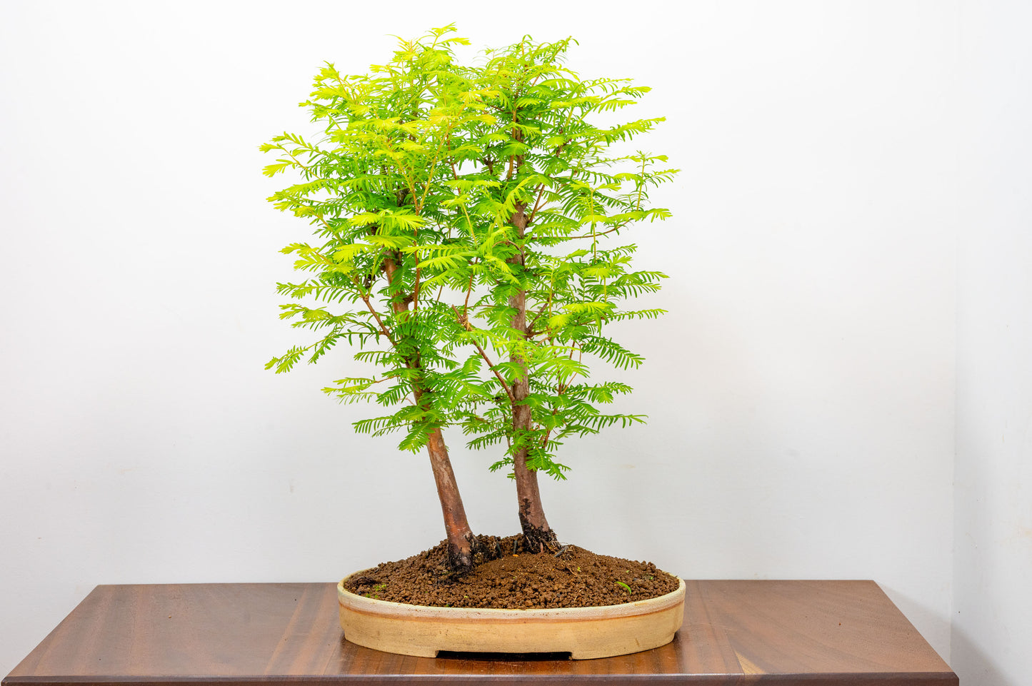 Dawn Redwood 2 Tree Bonsai
